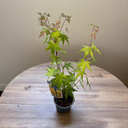 Acer palmatum 'Sangokaku' (artar japonez coral)