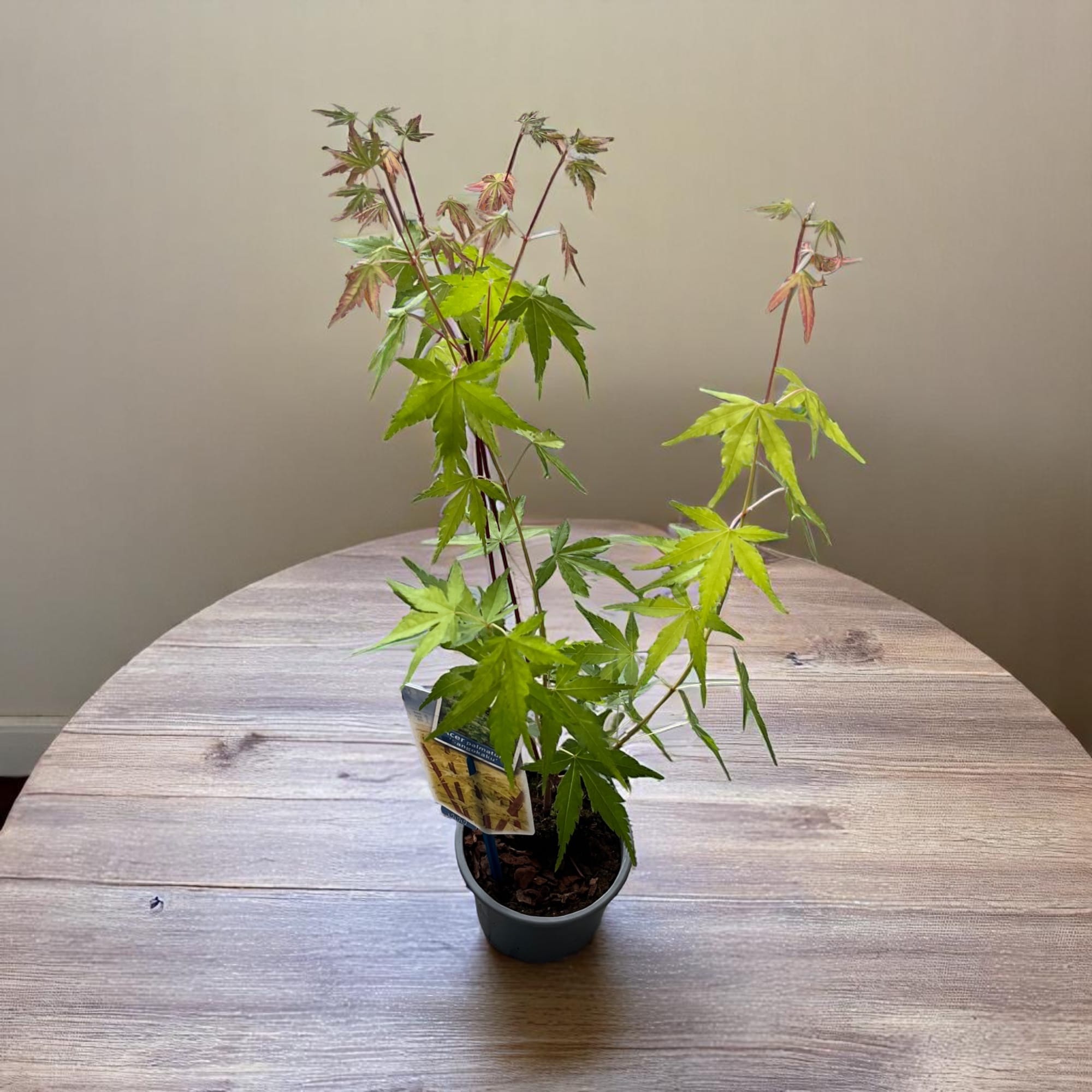 Acer palmatum 'Sangokaku' (artar japonez coral)