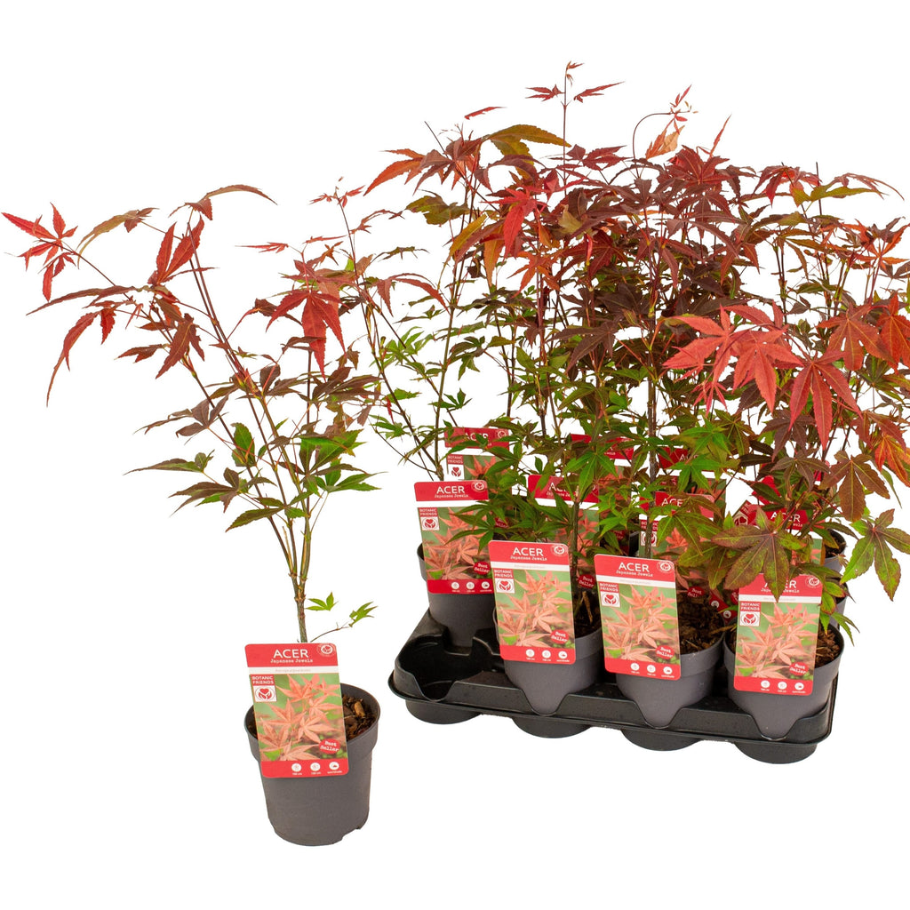 Acer palmatum 'Atropurpureum' (Artar japonez rosu)