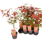 Acer palmatum 'Atropurpureum' (Artar japonez rosu)