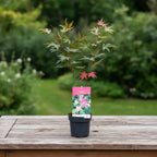 Acer palmatum 'Brown Sugar'