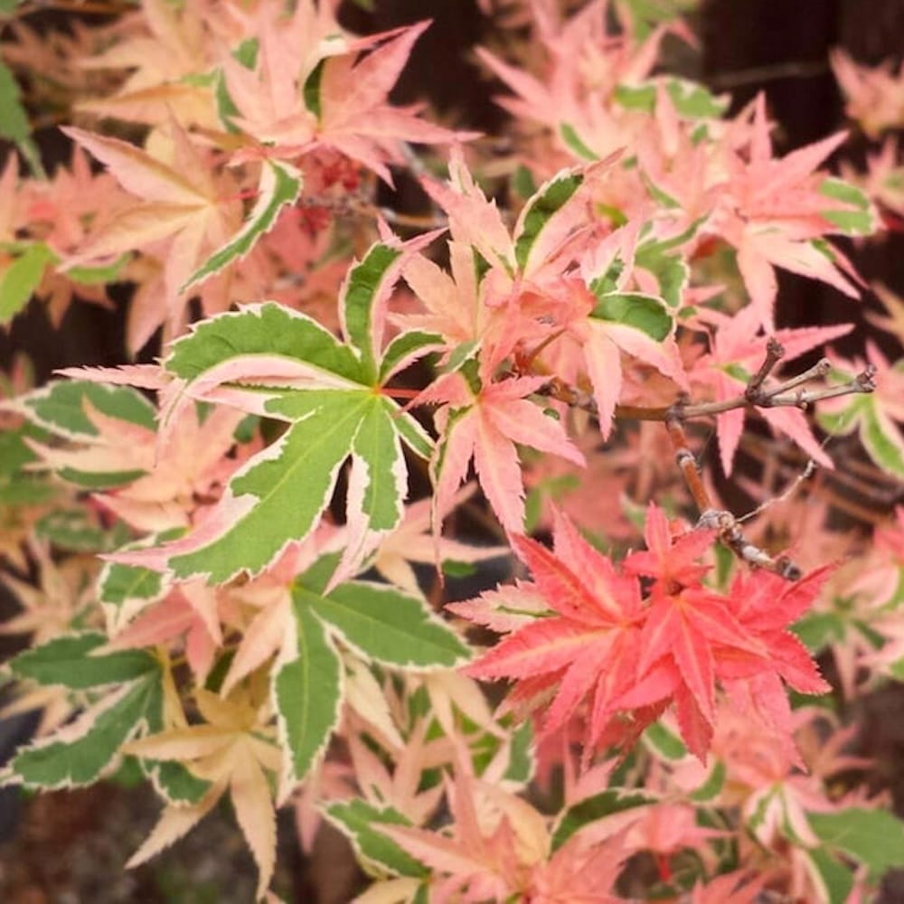 Acer palmatum 'Butterfly' (Japanese Maple)