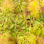 Acer palmatum 'Emerald Lace' (Artar Japonez)