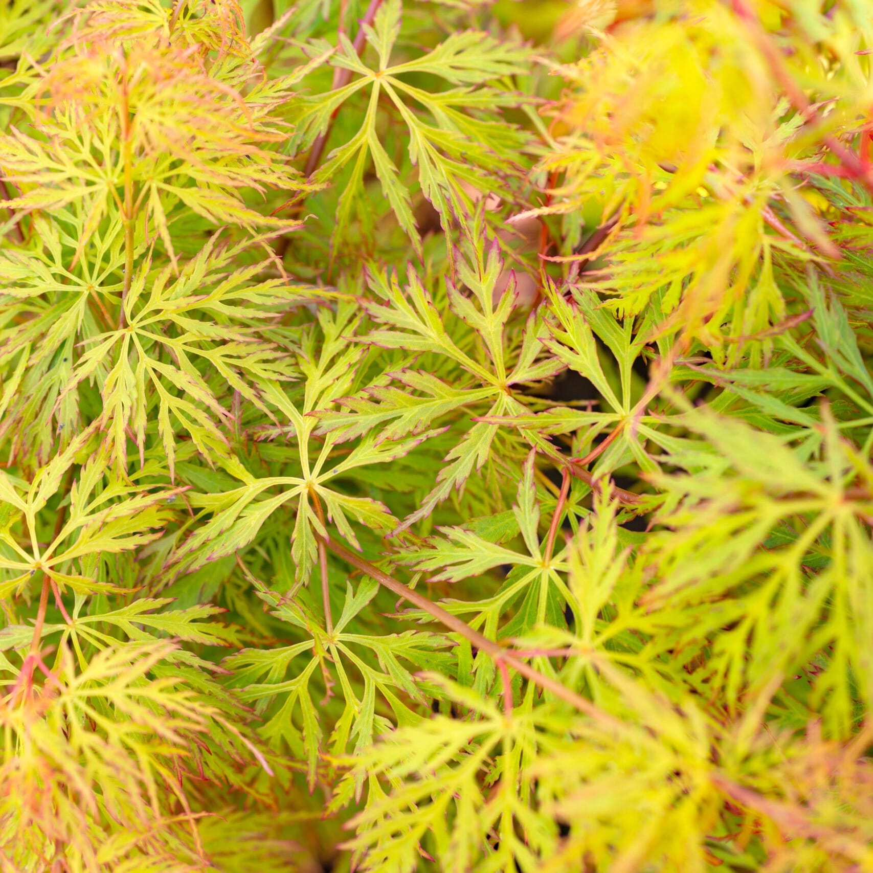 Acer palmatum 'Emerald Lace' (Artar Japonez)