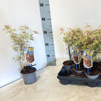 Acer palmatum 'Iyoshi' (Japonski javor)