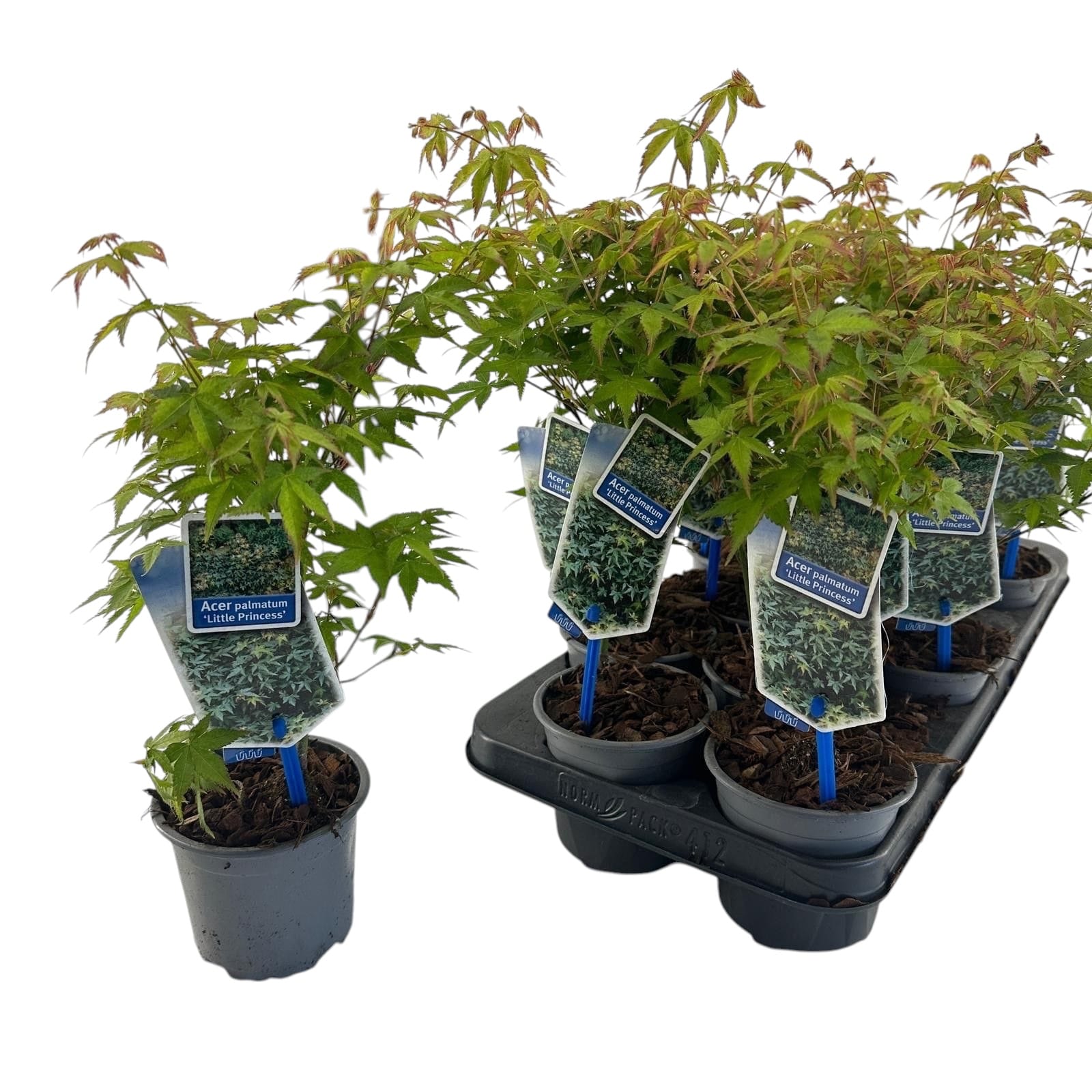 artar japonez bonsai Acer palmatum 'Little princess' (artar japonez) – Secret Garden Plant Shop
