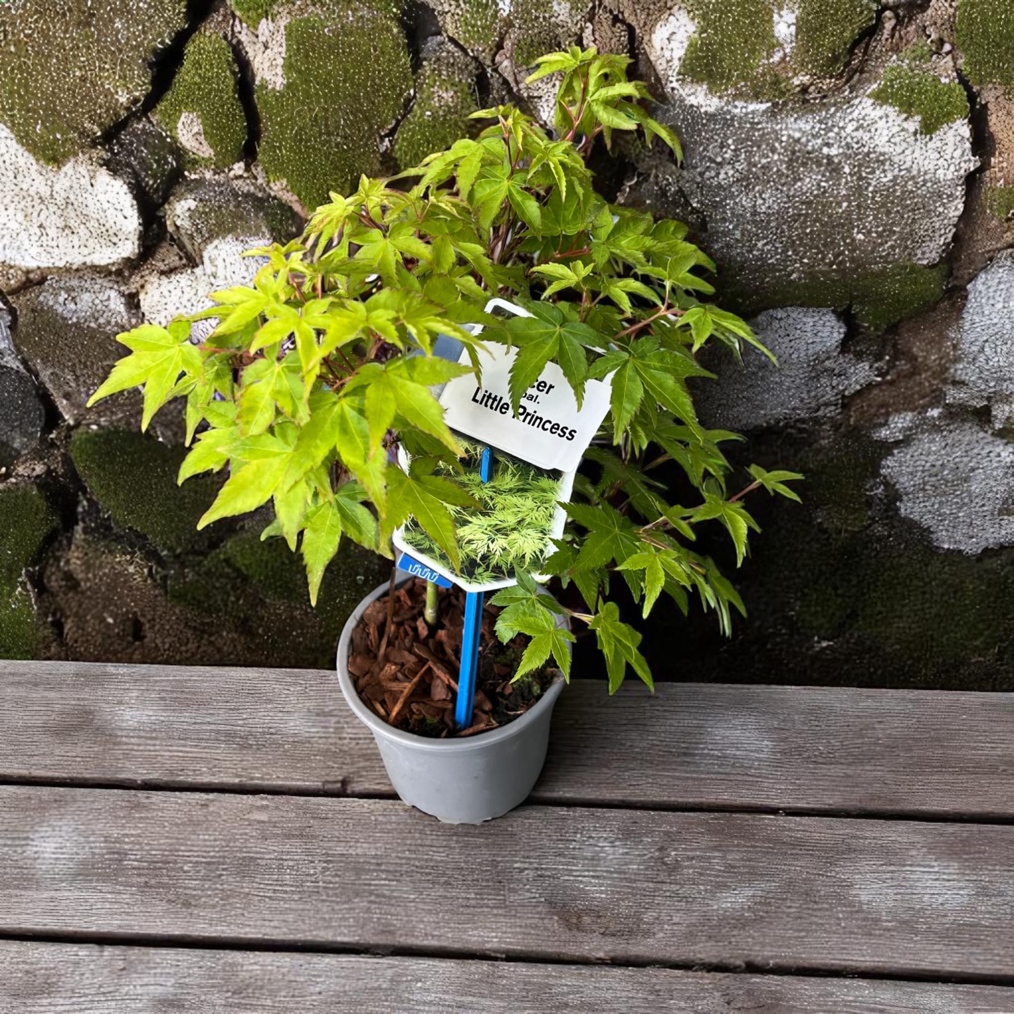 Acer palmatum 'Little princess'