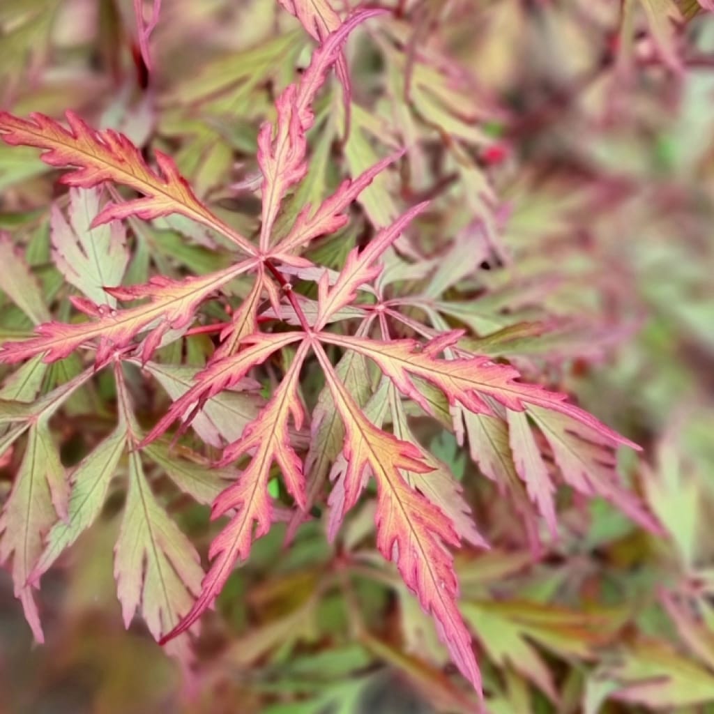 Acer palmatum 'Royal Garnet' (artar japonez)
