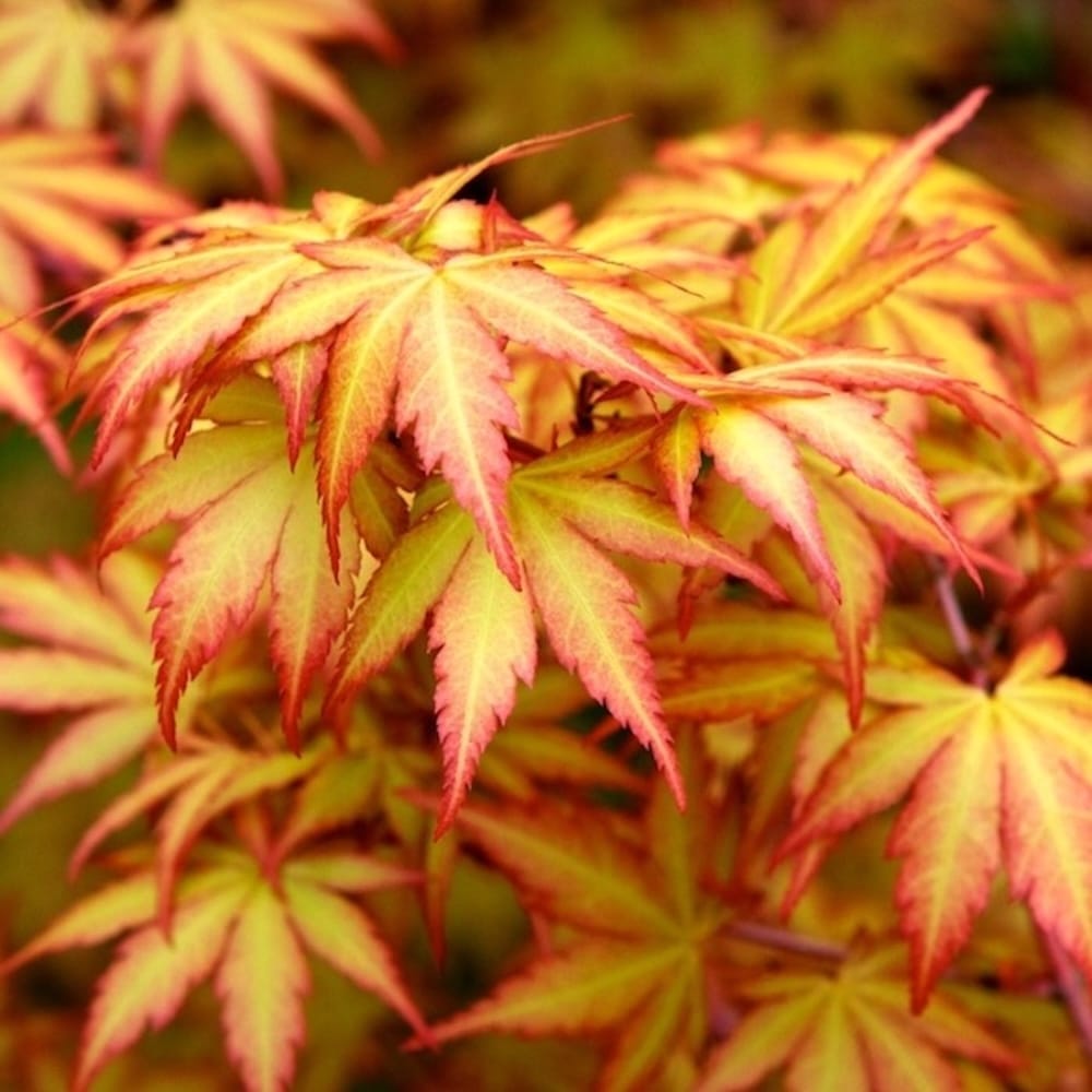 Acer palmatum 'Sangokaku' (artar japonez coral) - exemplarele din poze