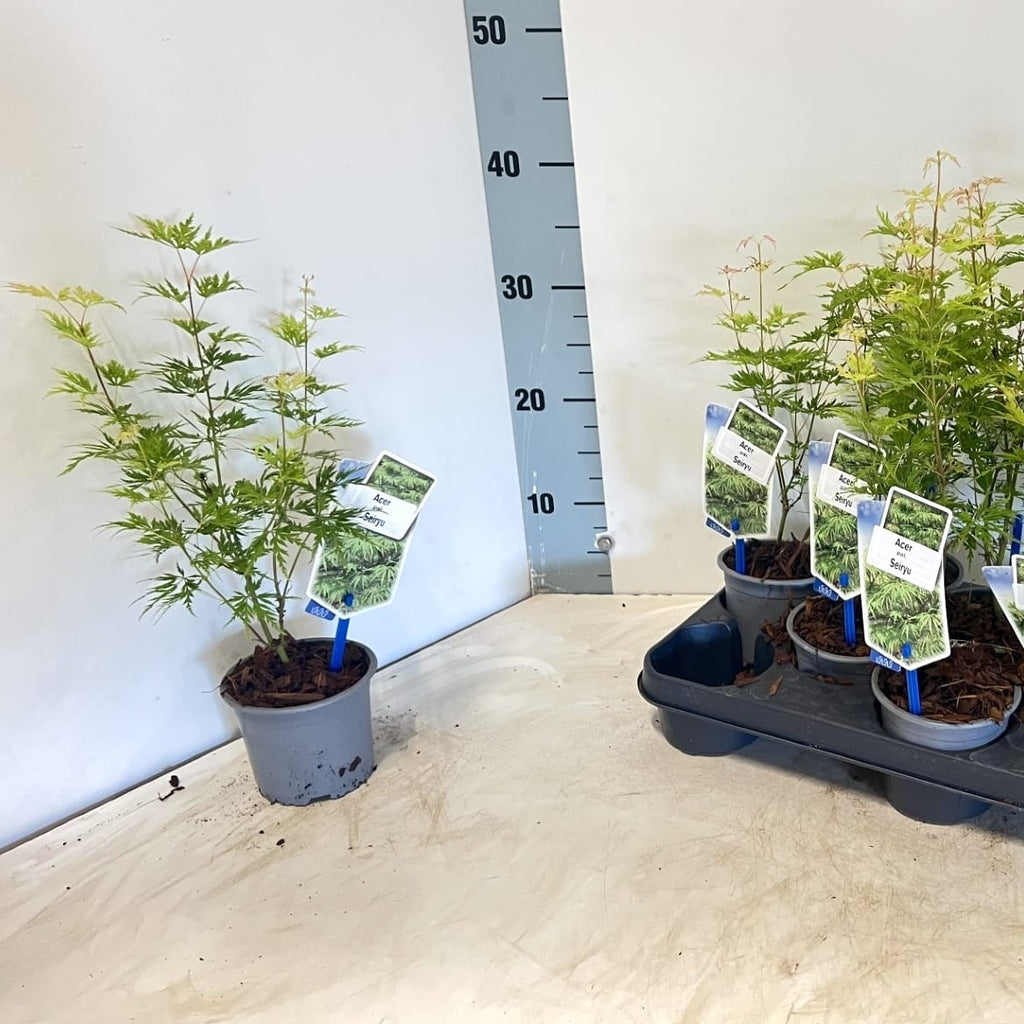 Acer palmatum 'Seiryu'