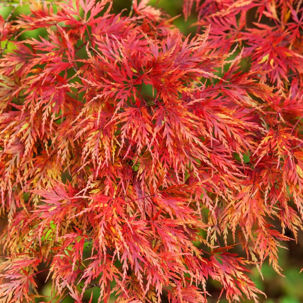Acer palmatum 'Seiryu'