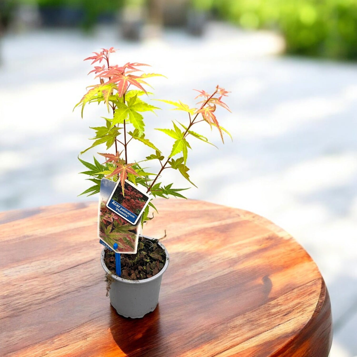 Acer Palmatum Phoenix - Érable Du Japon Arbuste En Pot - Feuilles Rouges Et Tiges Vives