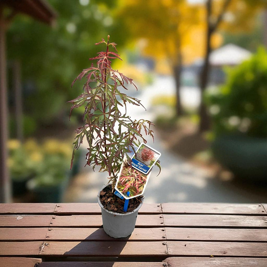 Acer palmatum 'Royal Garnet' (artar japonez)