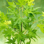 Acer palmatum 'Going Green' (japonský javor)