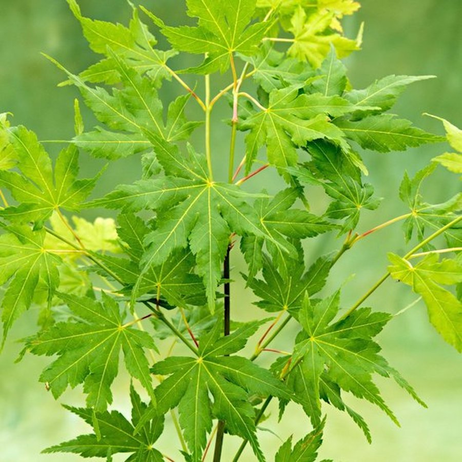 Acer palmatum 'Going Green' (artar japonez)