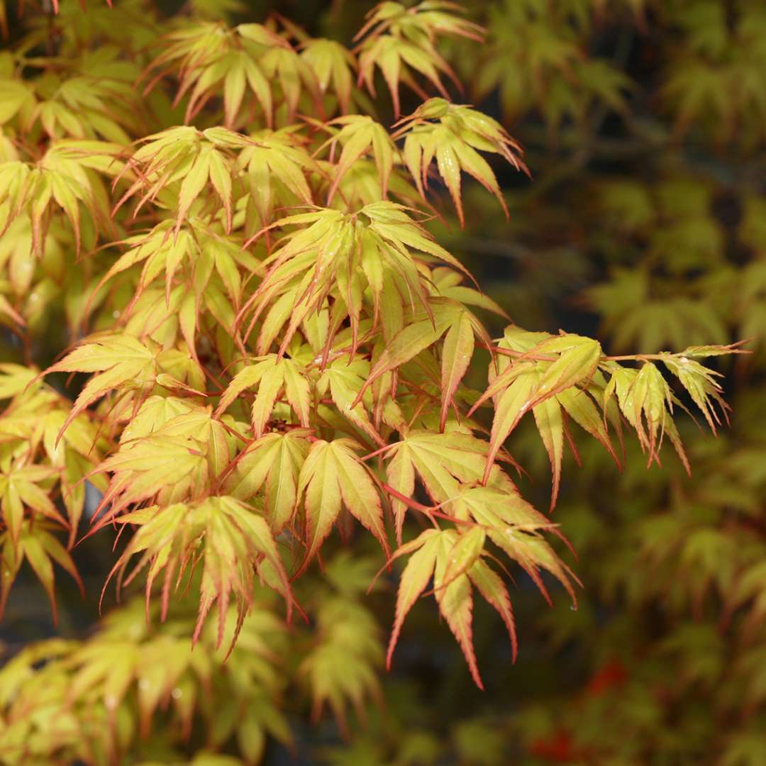 Acer palmatum 'Katsura' (artar japonez auriu)