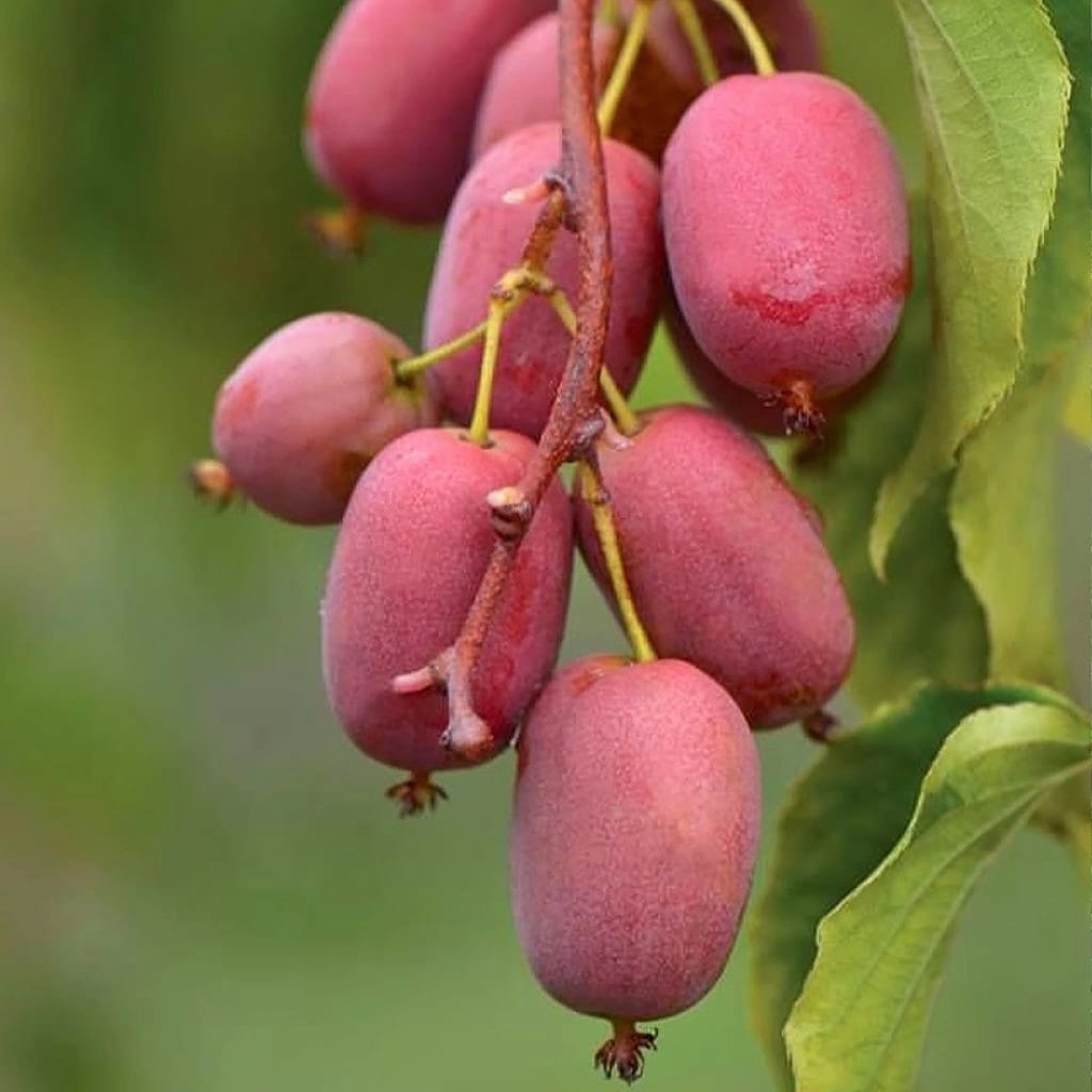 Mini Kiwi - Actinidia arguta 'Pink Jumbo'