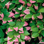 Actinidia kolomikta Dr. Szymanowski