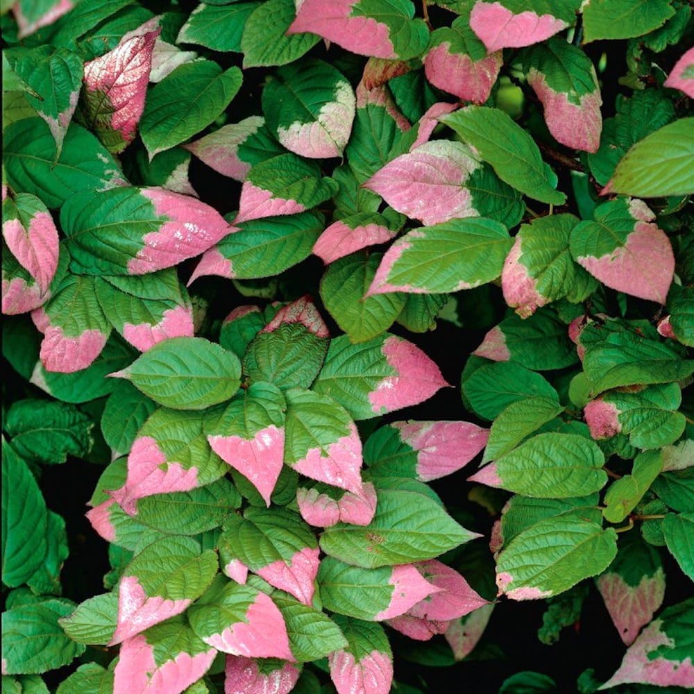 Actinidia kolomikta Dr. Szymanowski