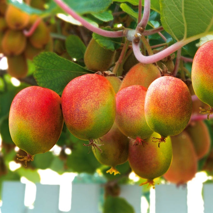 Kiwi - Actinidia arguta 'Weiki' (femela)