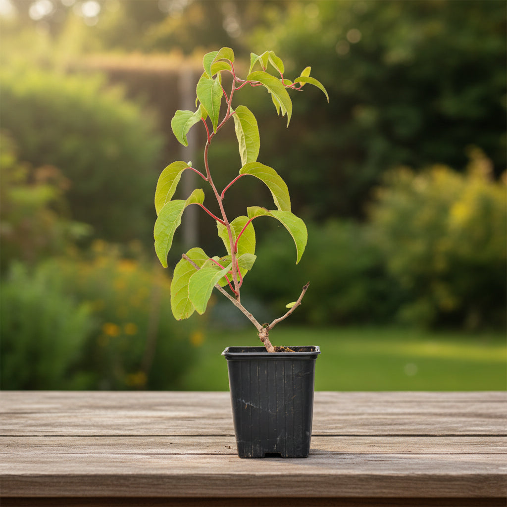 【kiwi】テキスト類 Kiwi - Actinidia arguta 'Ken's Red' (Rode Kiwi) D9 – Secret Garden