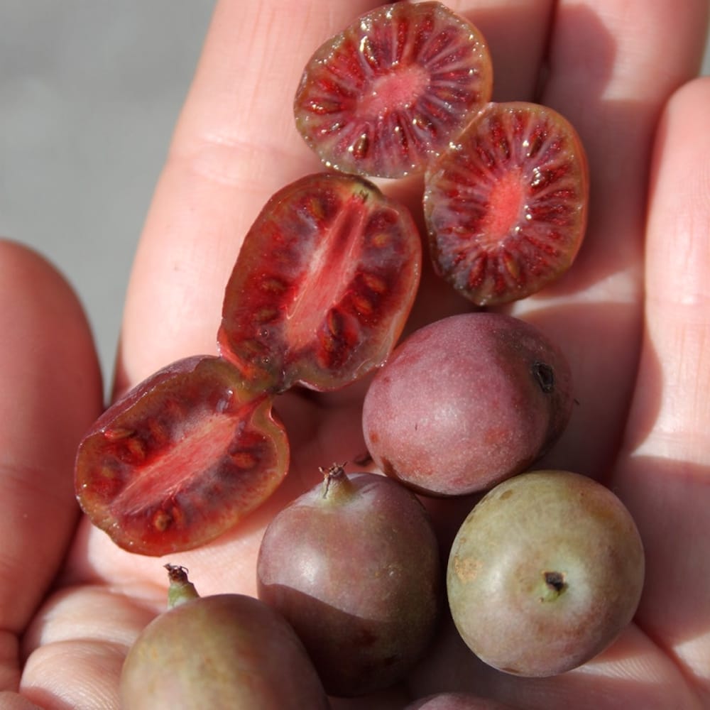 Kiwi - Actinidia arguta 'Ken's Red' (Rode Kiwi) D9 – Secret Garden