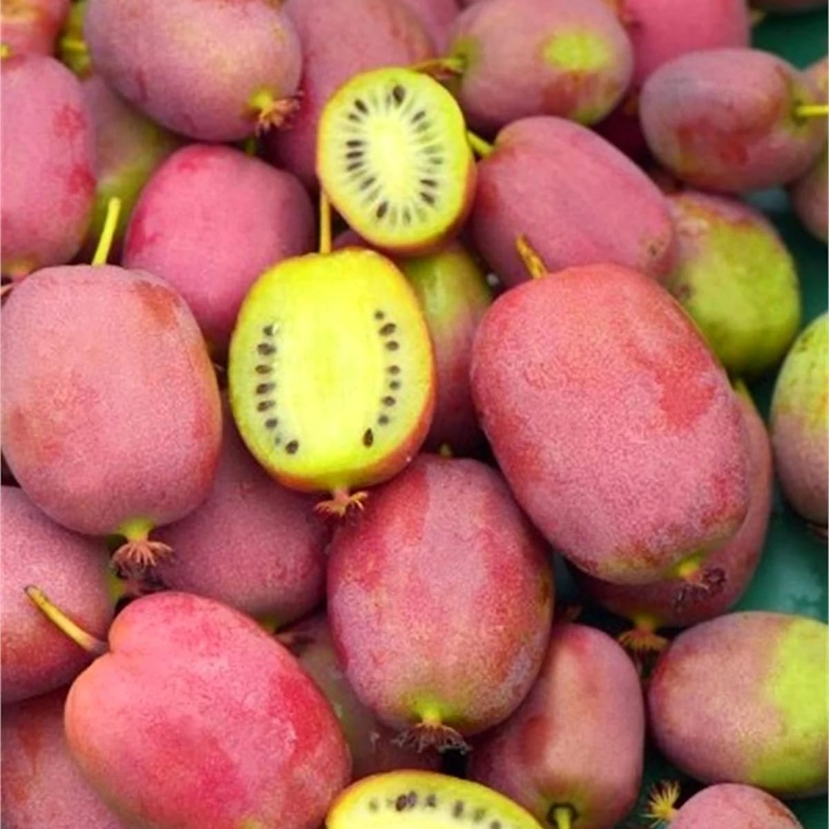 Mini Kiwi - Actinidia arguta 'Pink Jumbo'