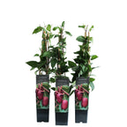Mini Kiwi - Actinidia arguta 'Pink Jumbo'
