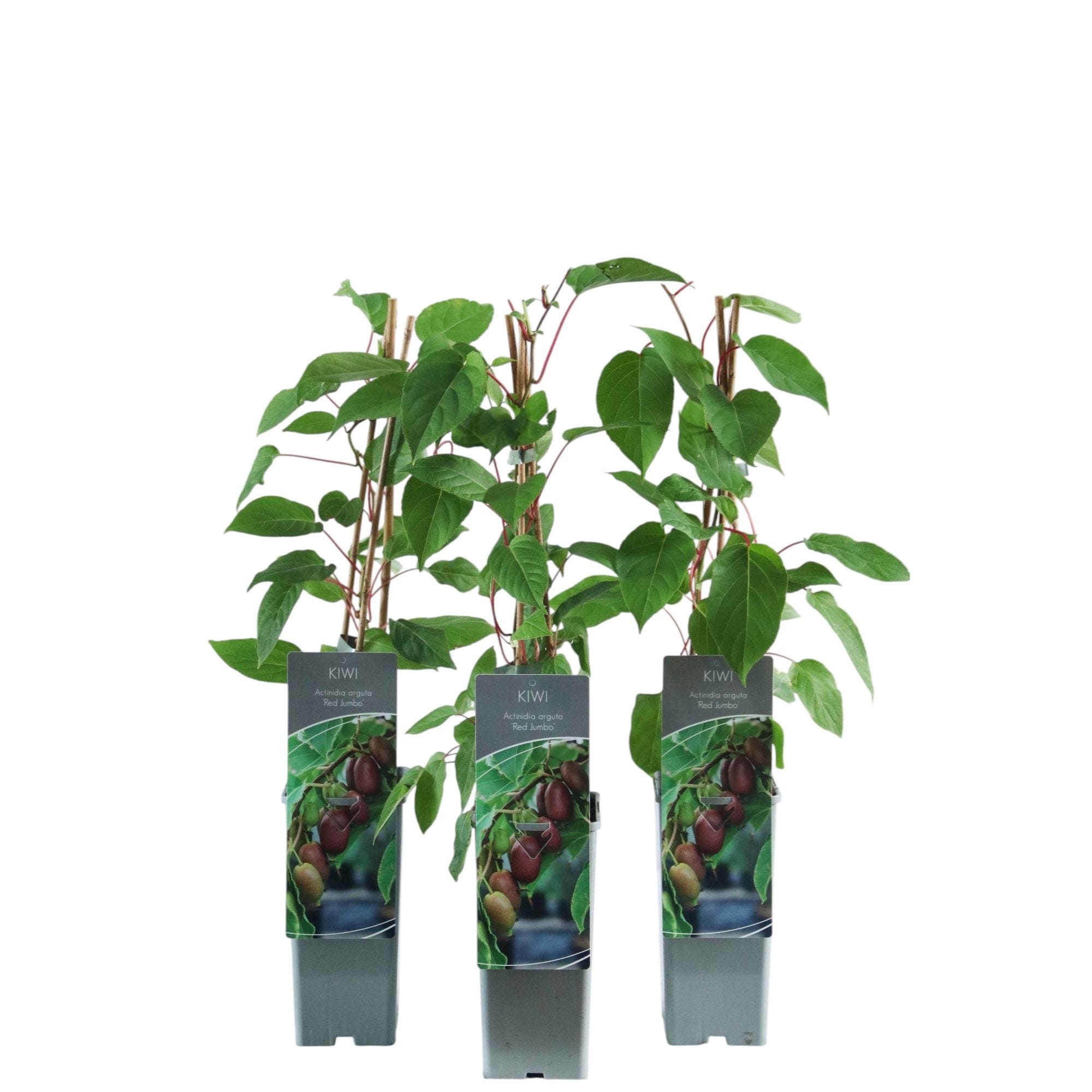 Actinidia arguta 'Red Jumbo'