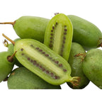 Actinidia arguta 'Super Jumbo'