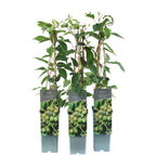 Actinidia arguta 'Super Jumbo'