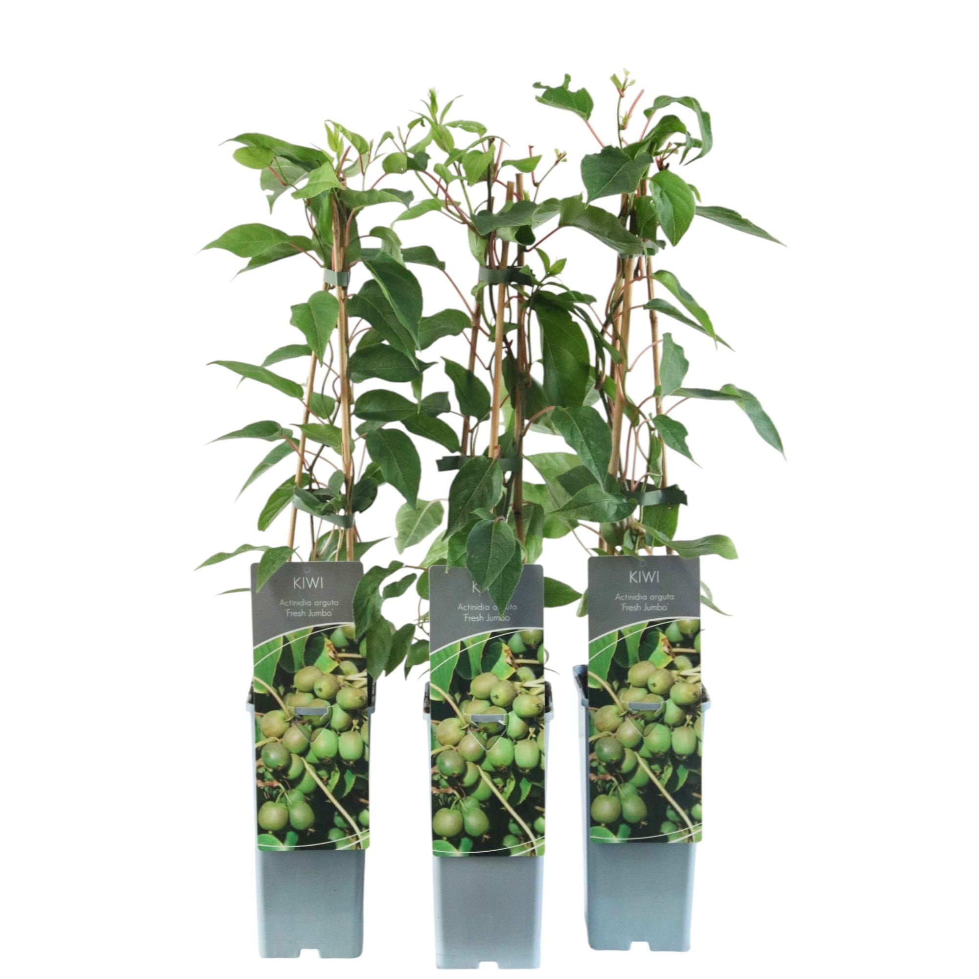 Actinidia arguta 'Super Jumbo'