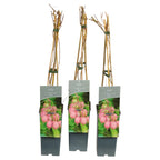 Kiwi - Actinidia arguta 'Weiki' (femela)