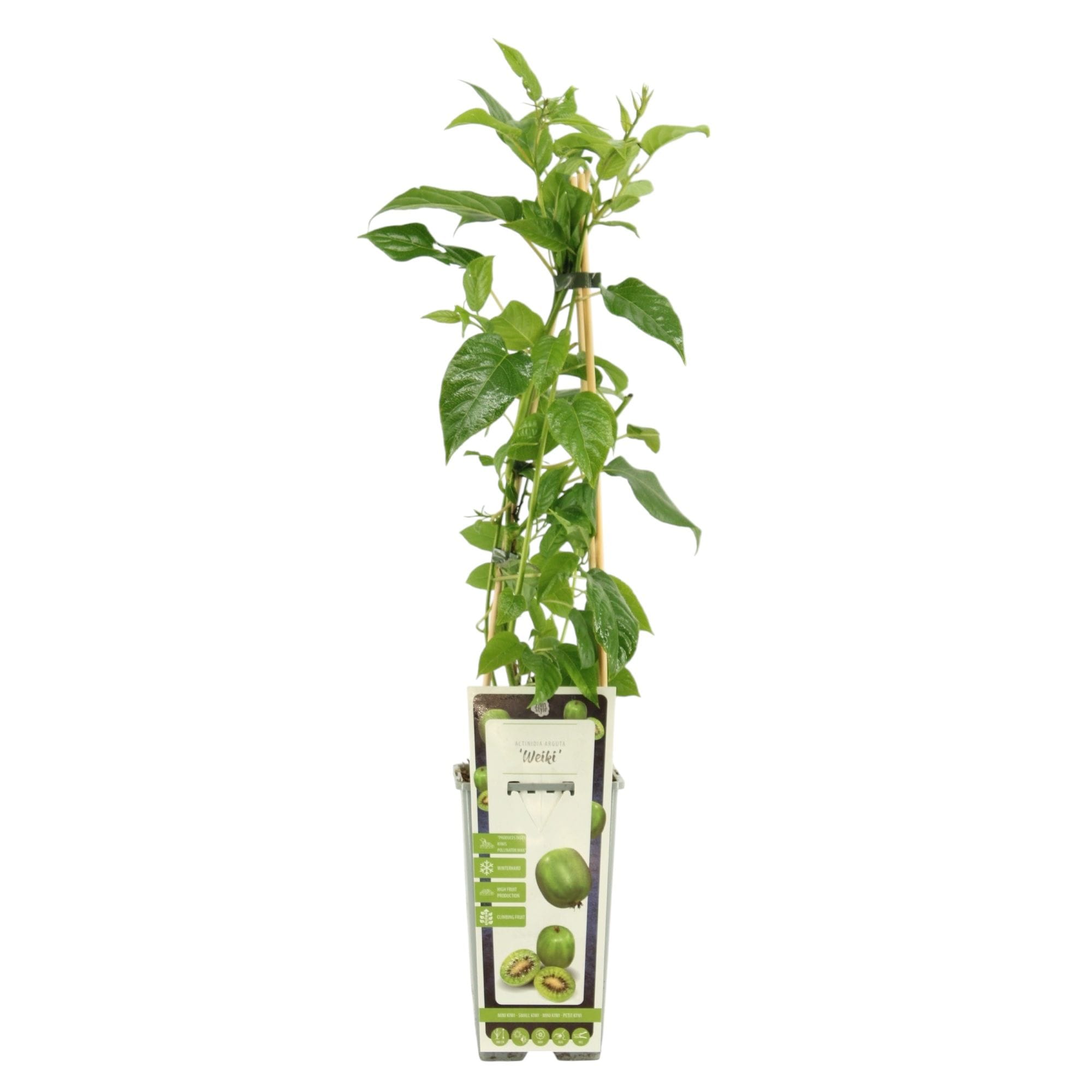 Kiwi - Actinidia arguta 'Weiki' (mâle pollinisateur)