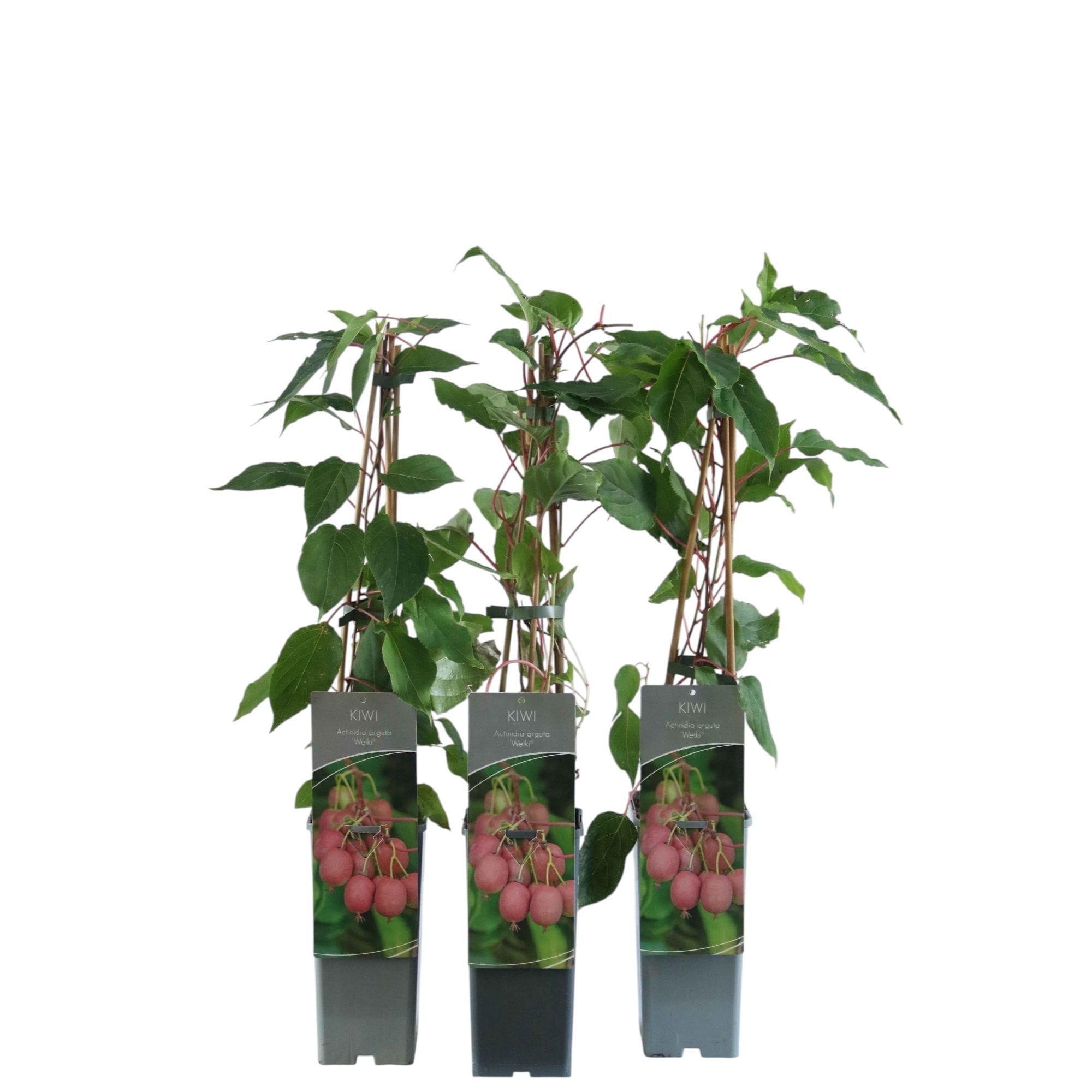 Mini Kiwi - Actinidia arguta 'Weiki' (Bayern Kiwi) (femela