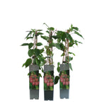 Kiwi - Actinidia arguta 'Weiki' (femela)