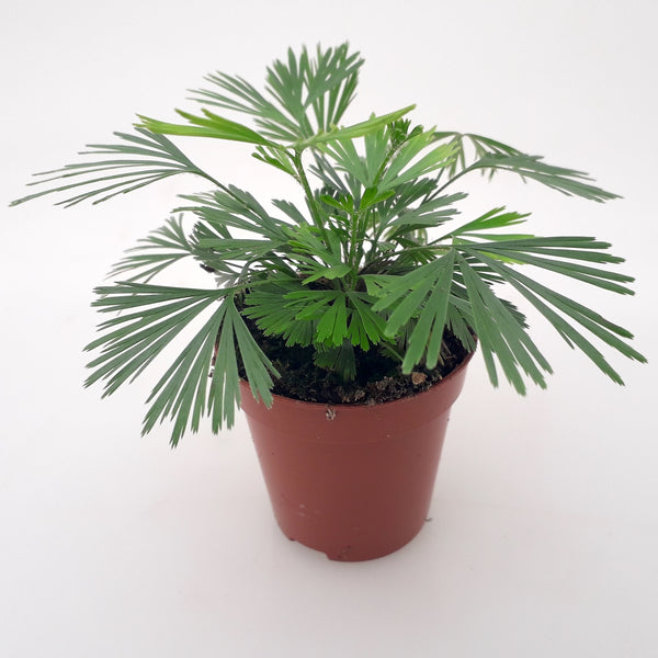 Actiniopteris Australis - tropical fern (babyplant)