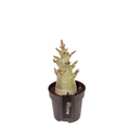 Adenium 'Baobab Thai Temple'