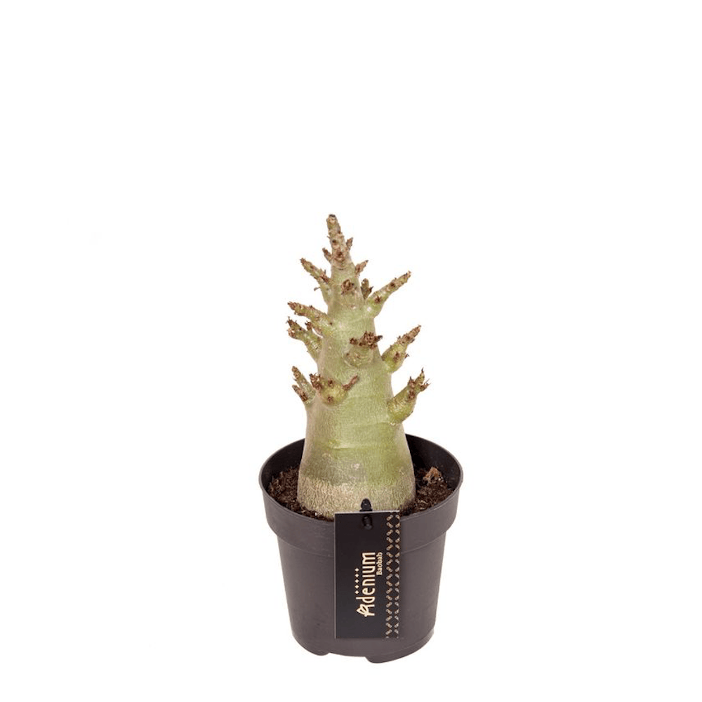 Adenium 'Baobab Thai Temple'