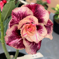 Adenium obesum 'Golden Years'