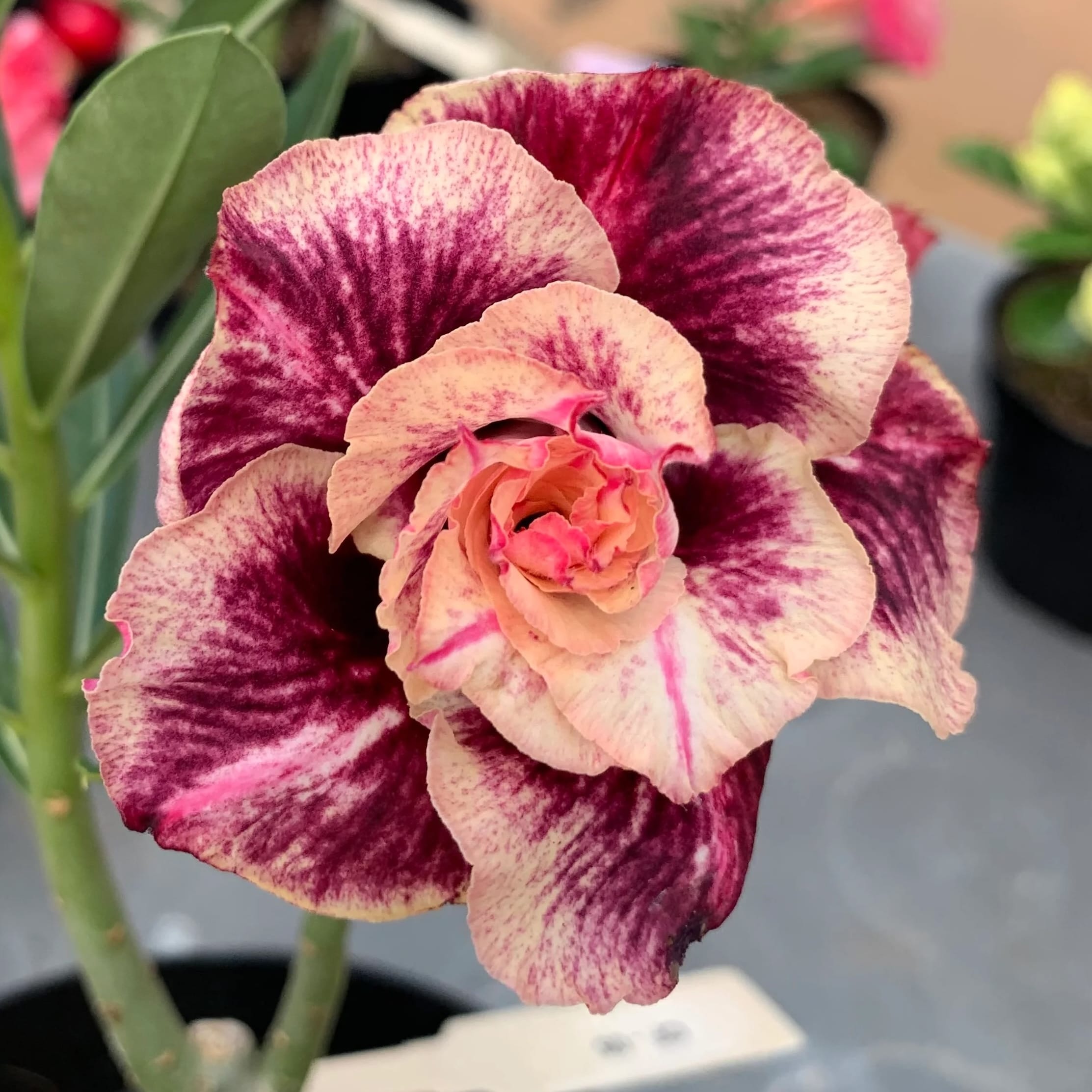 Adenium obesum 'Golden Years'