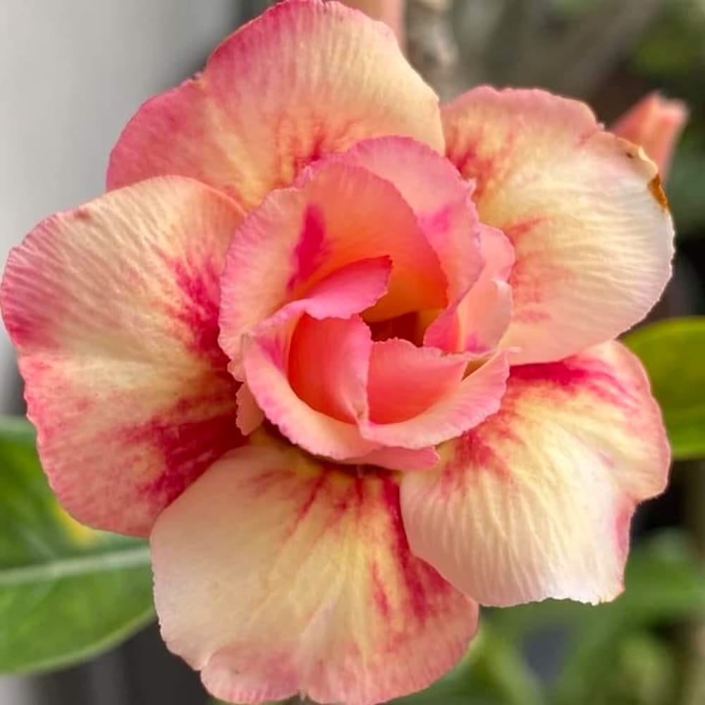 Adenium obesum 'Cupid'