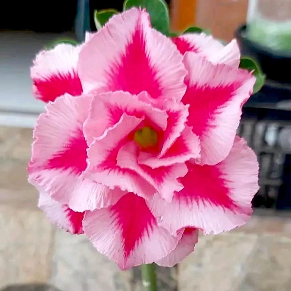 Adenium obesum 'Lotus'
