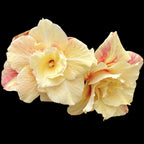 Adenium obesum 'Destiny'