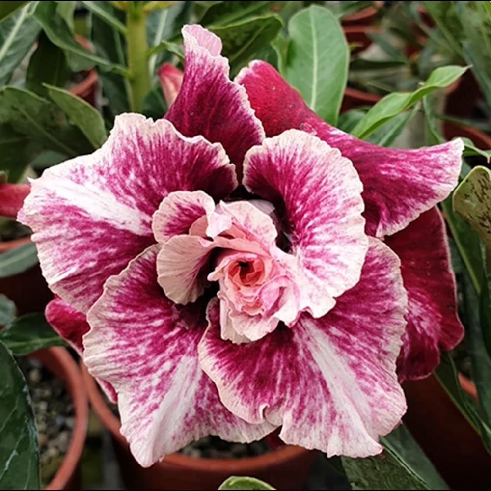 Adenium obesum 'Golden Years'