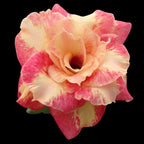 Adenium obesum 'Cupid'