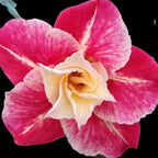 Adenium obesum 'Destiny'