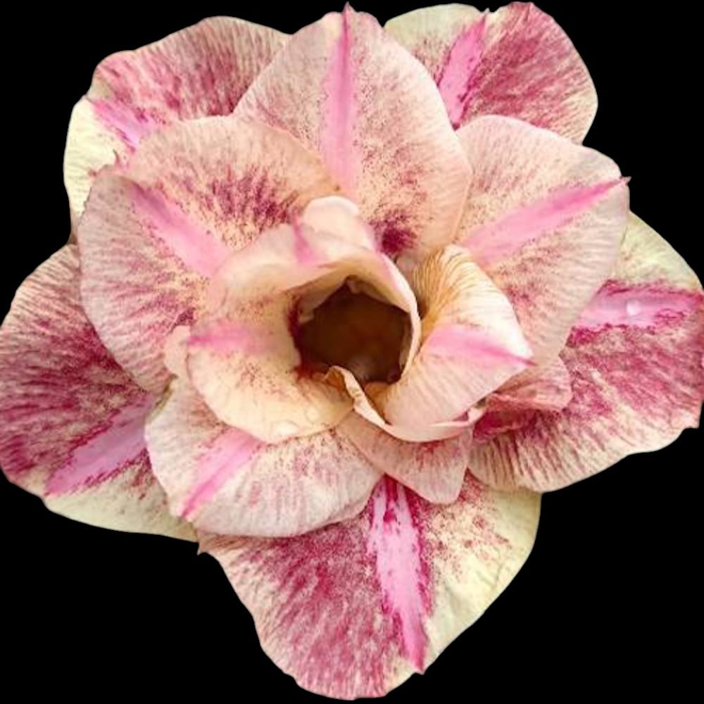 Adenium obesum 'Anka'