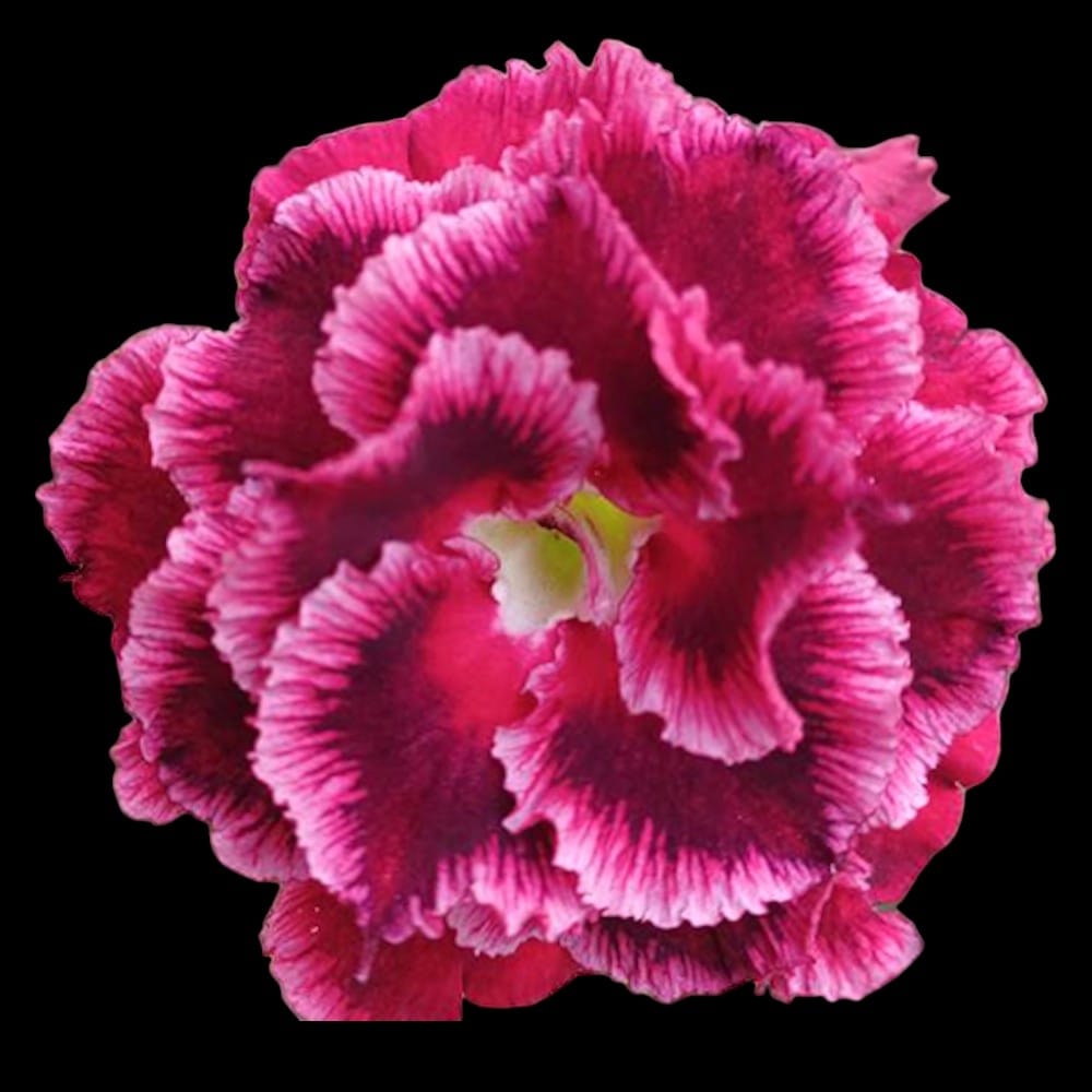 Adenium_obesum_Blue_Phoenix