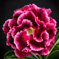 Adenium obesum 'Plavi Feniks'